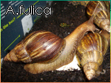 Achatina fulica Album